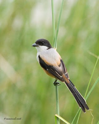 Cendet - Long-Tailed Shrike (Lanius schach) 3